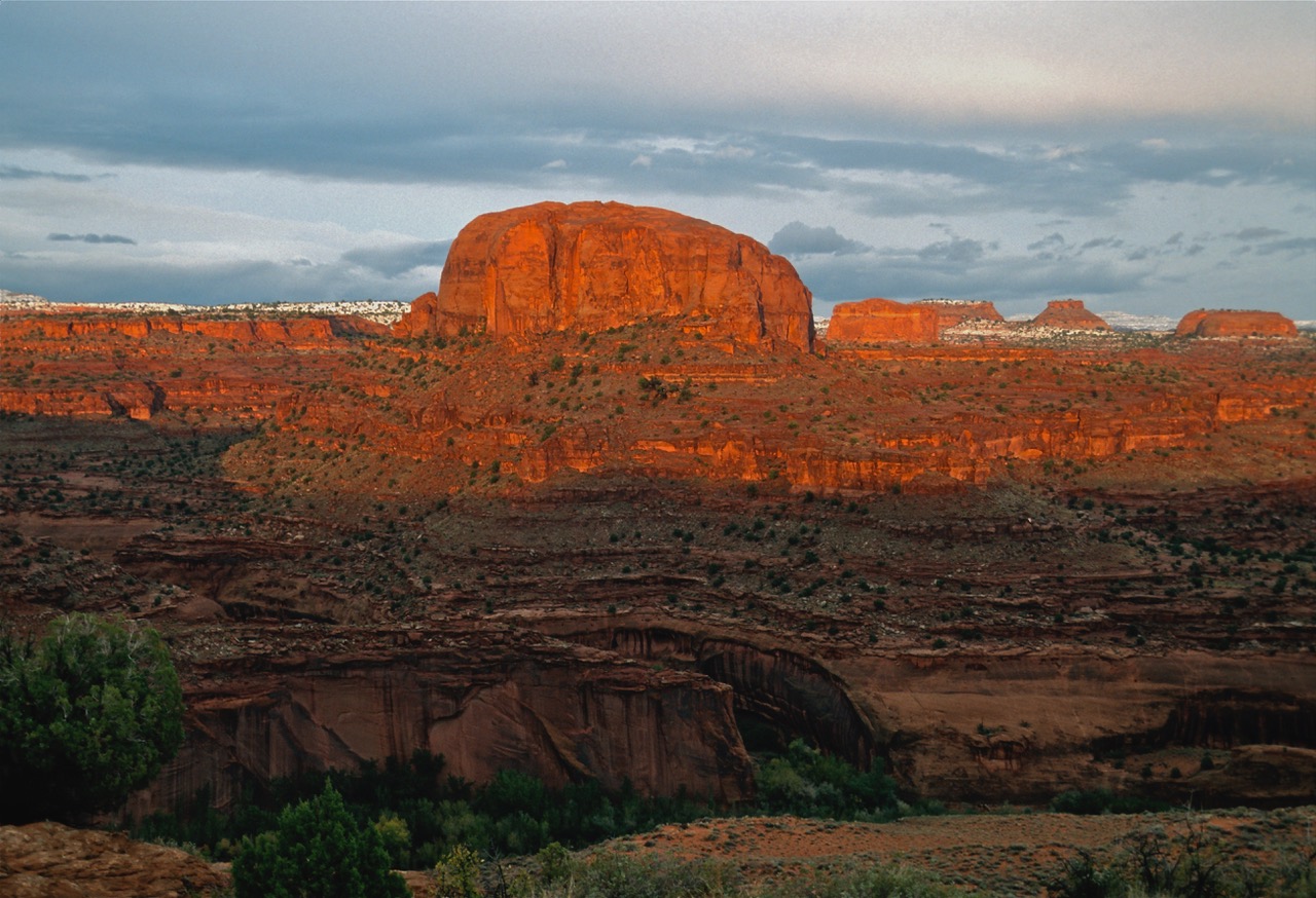 Organ Pipe Wilderness