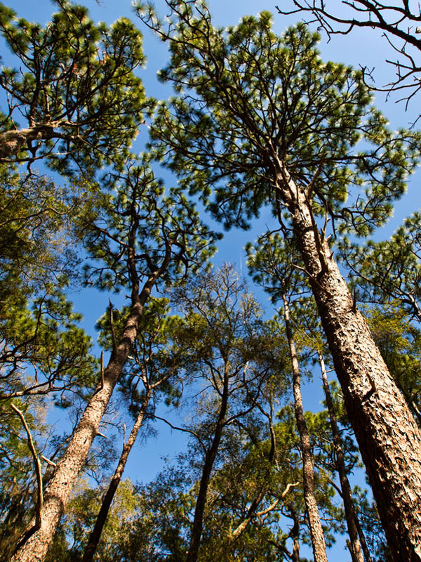 Cumberland Island pines 