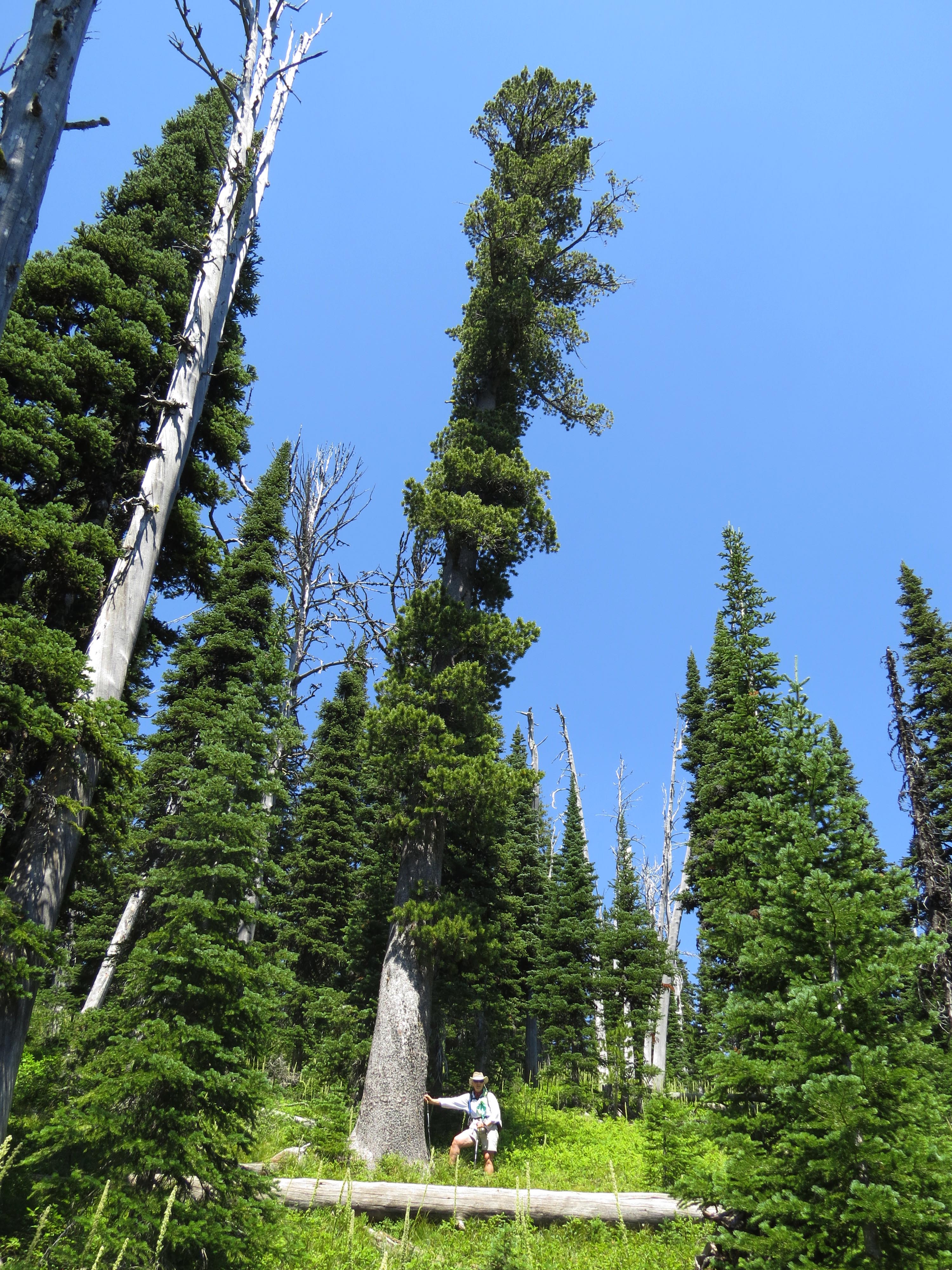 Big Whitebark Keith Hammer