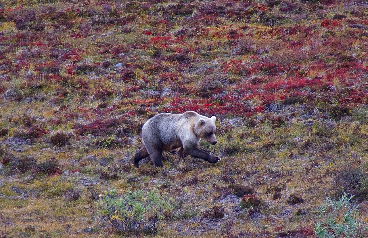 Iconic Grizzly Bear to Become More Vulnerable - Earthjustice