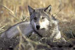 gray wolf 250