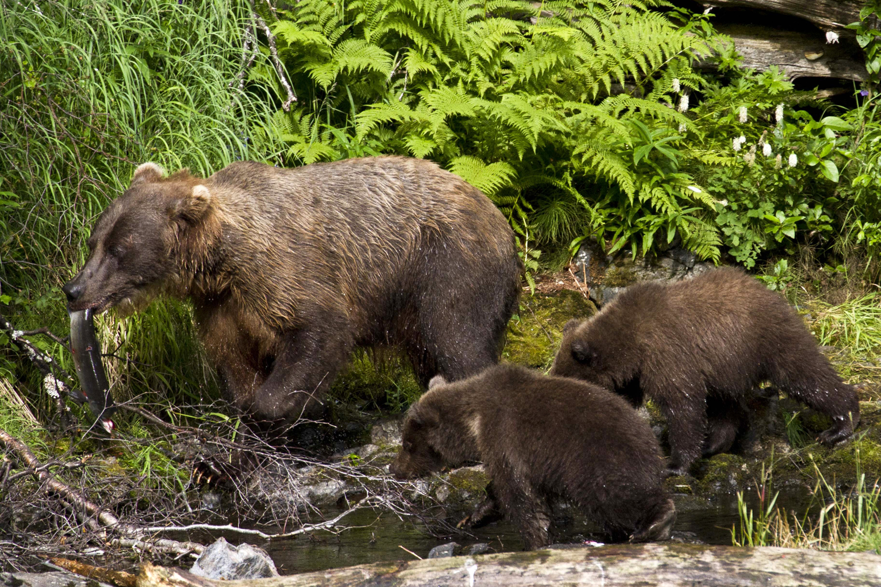 https://wildernesswatch.org/images/wild-issues/2020/Kenai.jpg