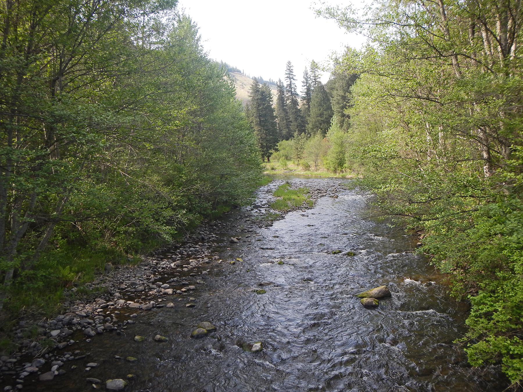 Crooked Creek in the Wenaha-Tucannon Wilderness