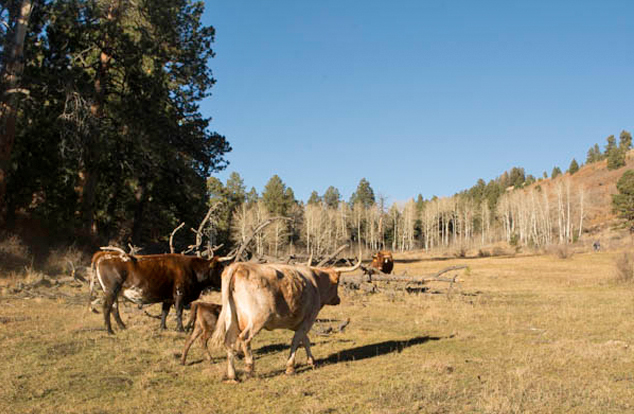 Cattle trespassing near Pecos Wilderness, New Mexico, by George Wuerthner
