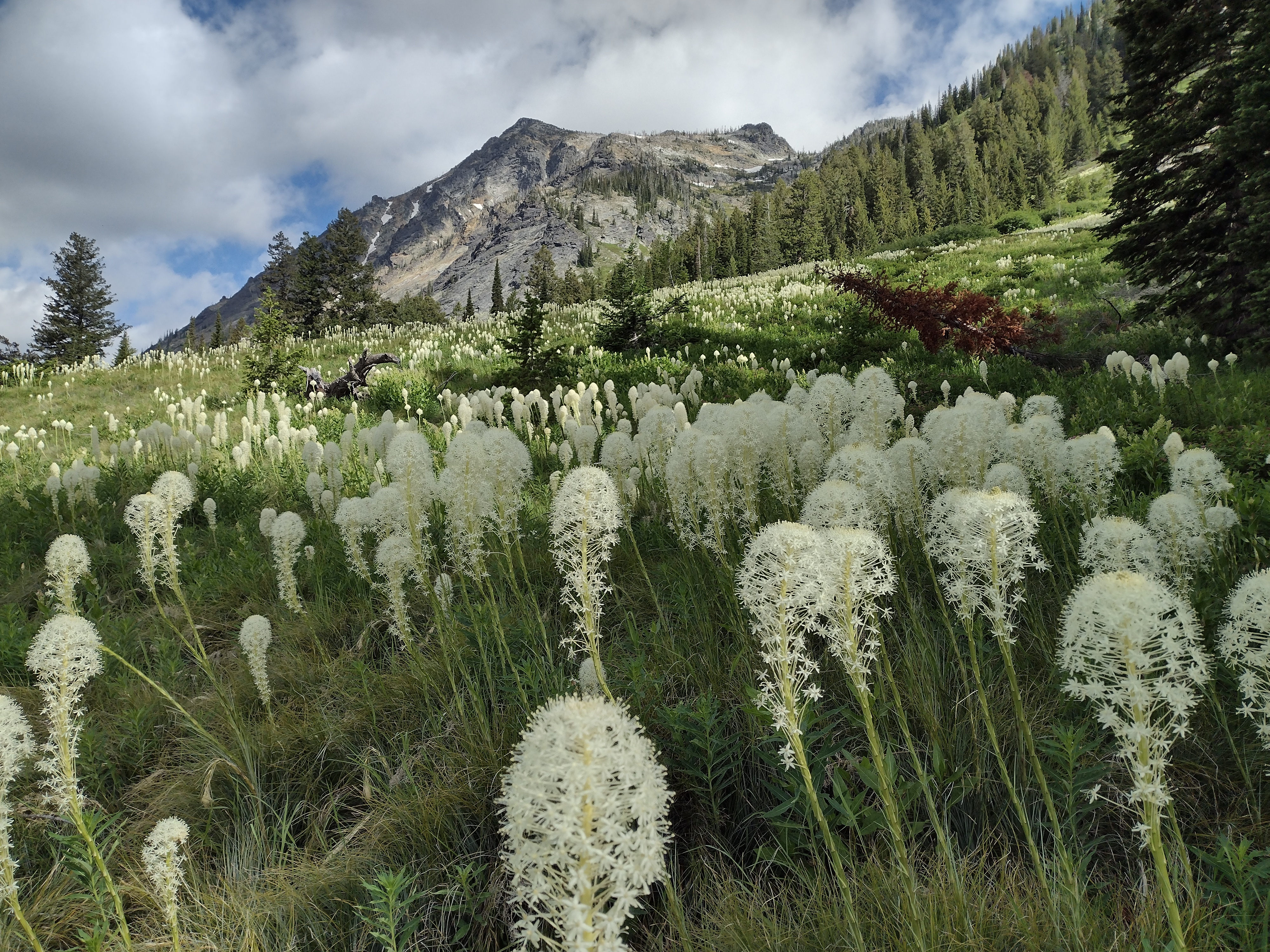 Selway-Bitterroot Wilderness by Brett Haverstick