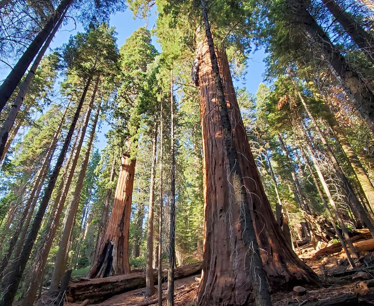 Sequoia Kings Canyon