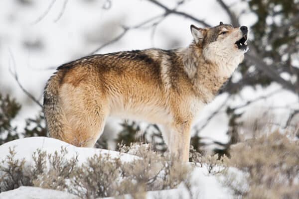 Wolf by Sam Parks