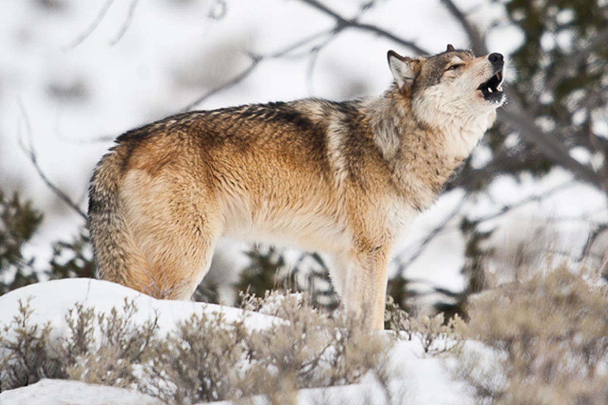 Wolf by Sam Parks