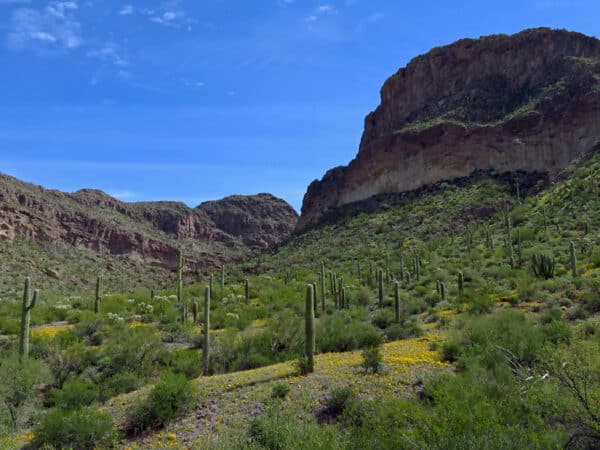 Organ Pipe Cactus Wilderness by Jeff Hollett