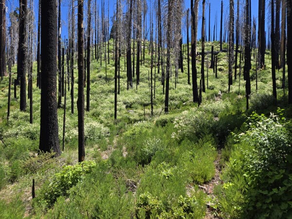 Sequoia-Kings Canyon Wilderness