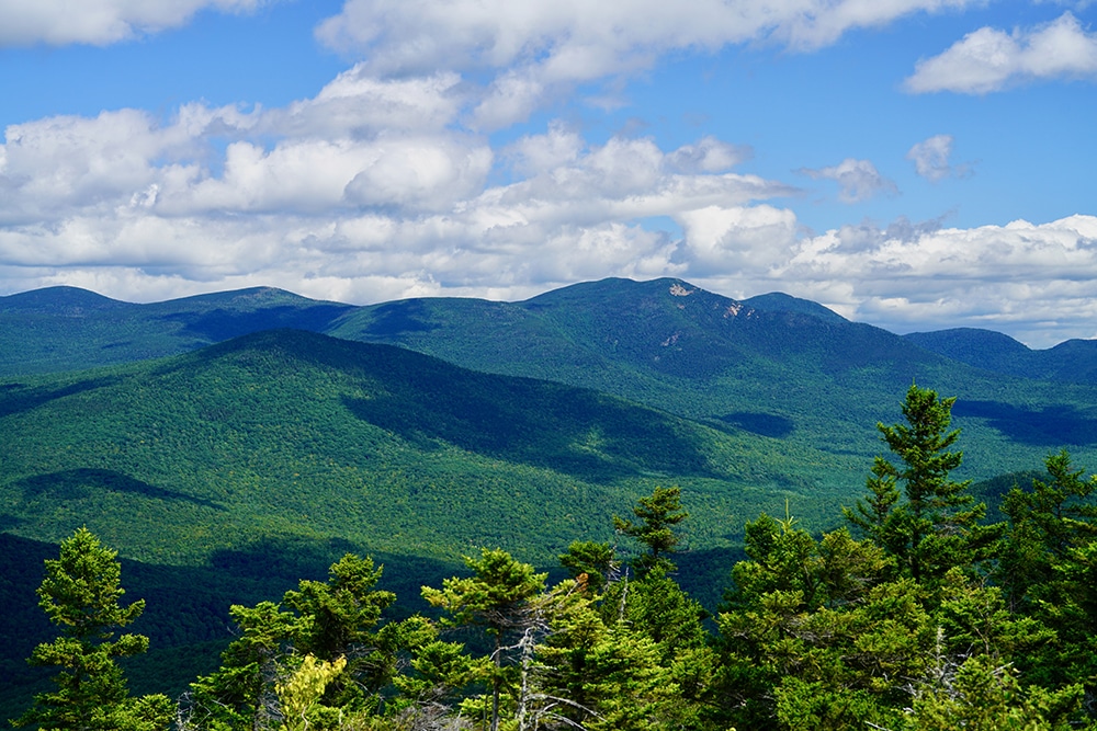 Sandwich Range Wilderness and Inventoried Roadless Area, White Mountain National Forest, New Hampshire by Zack Porter, Standing Trees