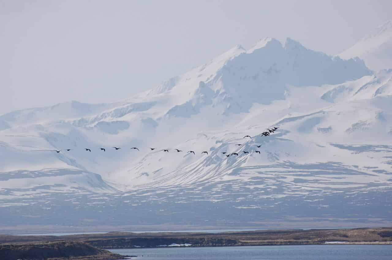 Izembek National Wildlife Refuge and Wilderness by Kristine Sowl/USFWS