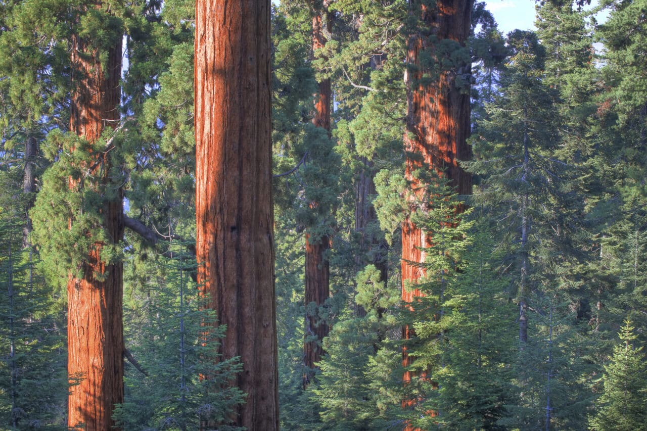 Giant sequoias by Bob Wick